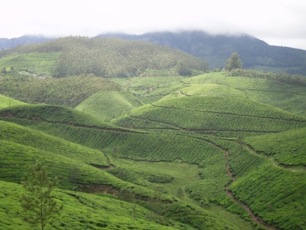 Tea bushes in neat rows on a hillside near Munnar