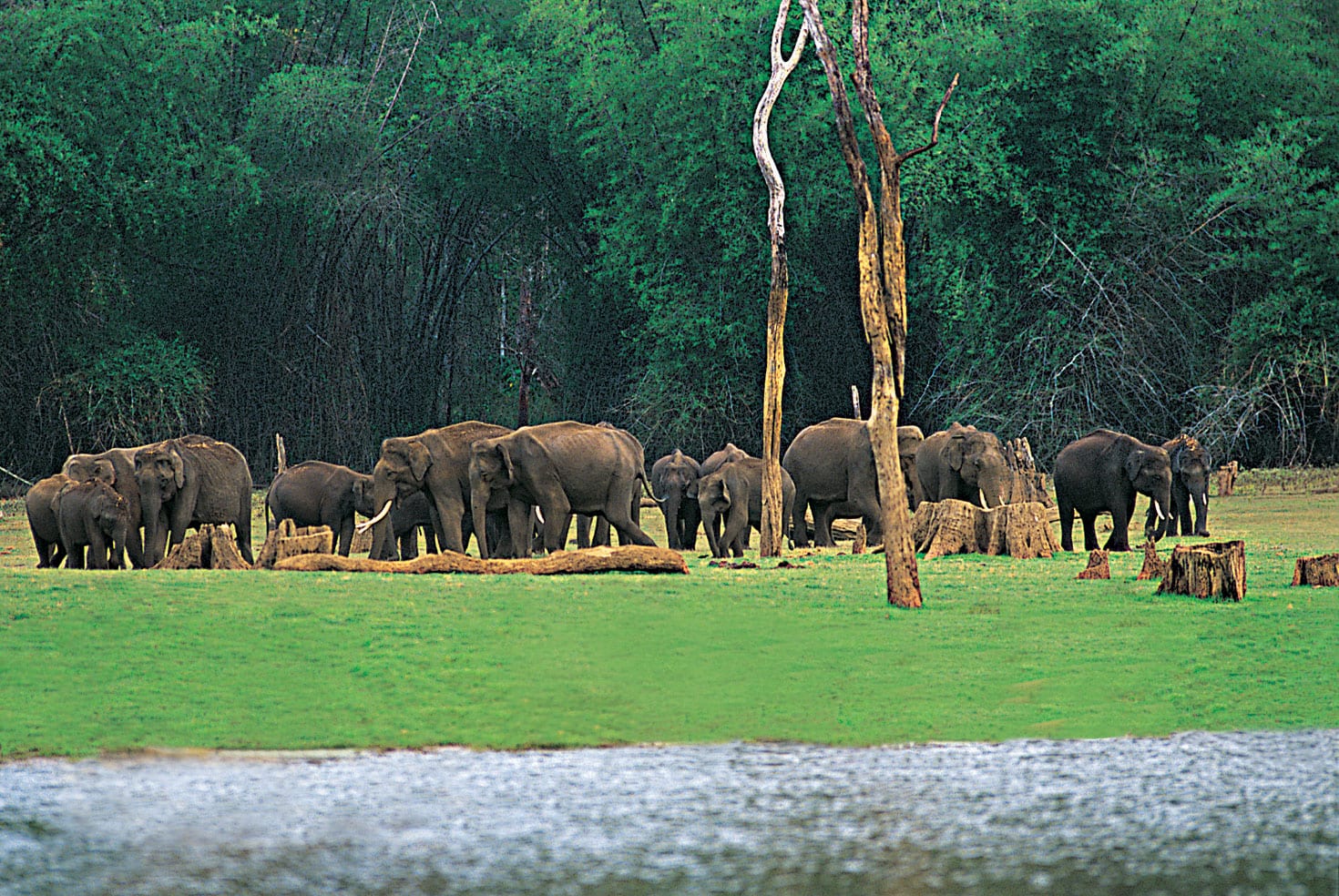 Mist over the forested hills at Periyar, Thekkady